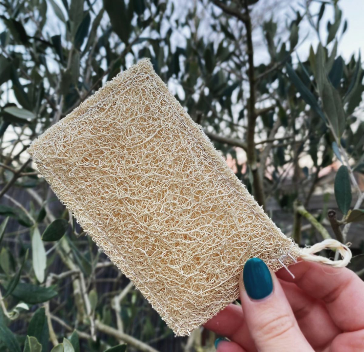 A picture of a natural cleaning sponge.