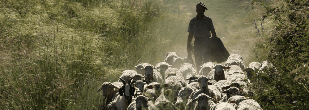 A farmer herding his sheep.