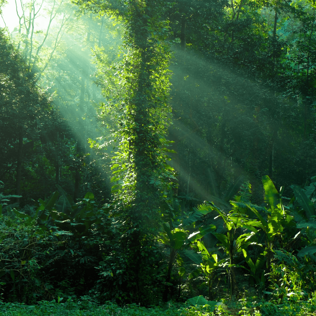 A picture of a rainforest.