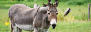 Picture: a donkey in a field. 