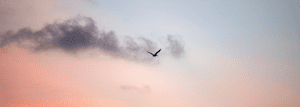 A picture of a solo bird flying against a sunset.